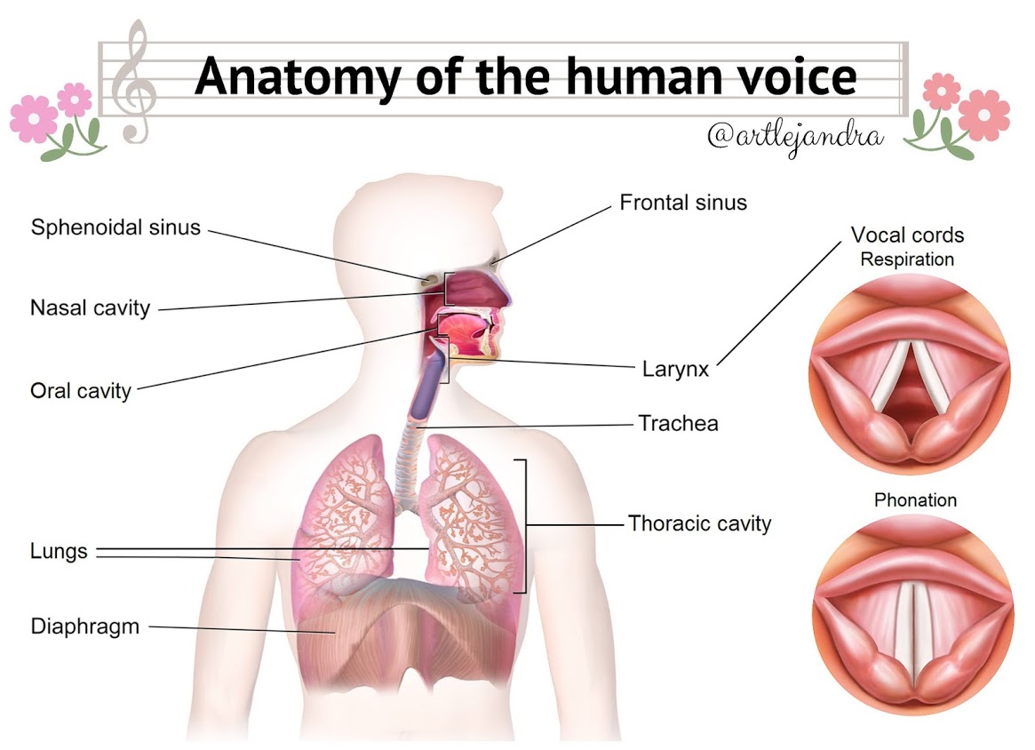 Anatomy Of The Human Respiratory System