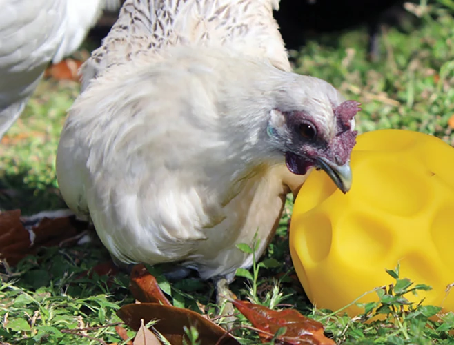 The Benefits Of Practicing Chicken Picking